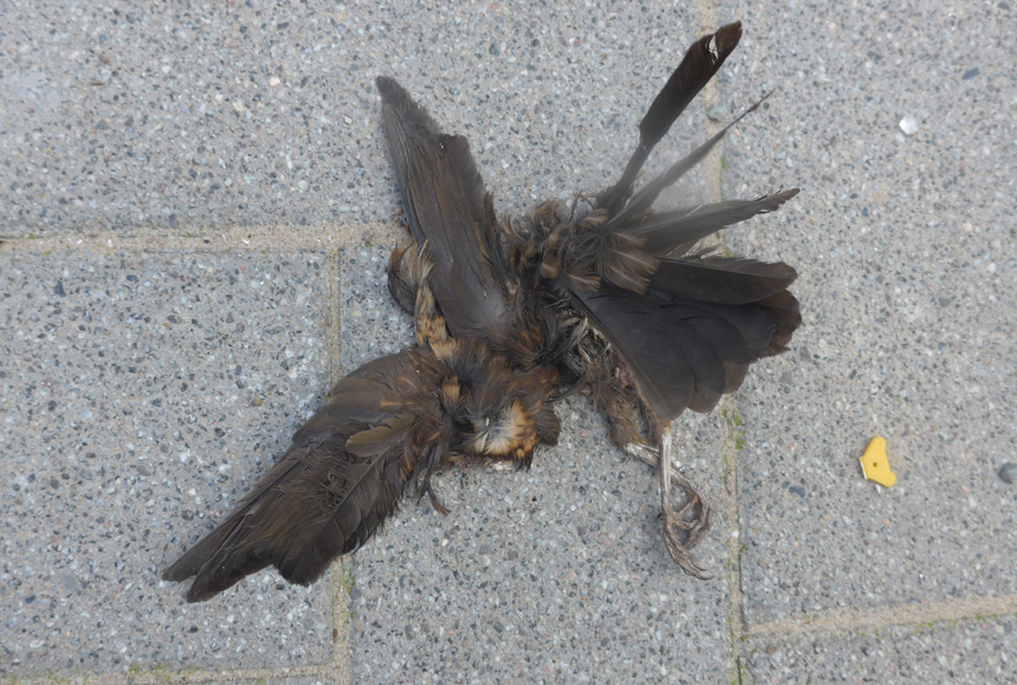 blackbird.jpg