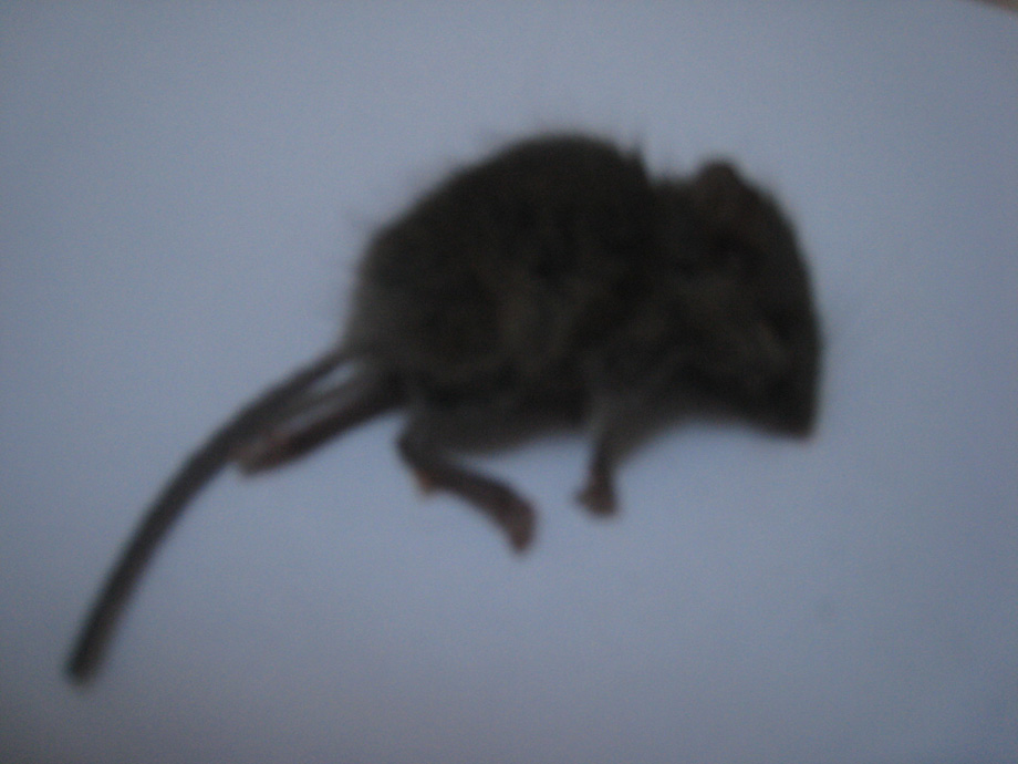 deadmouse.jpg